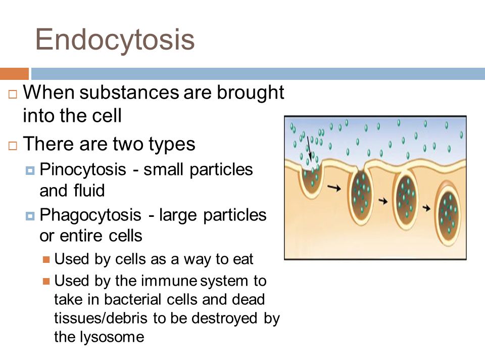 Endocytosis  When substances are brought into the cell  There are two types  Pinocytosis - small particles and fluid  Phagocytosis - large particles or entire cells Used by cells as a way to eat Used by the immune system to take in bacterial cells and dead tissues/debris to be destroyed by the lysosome