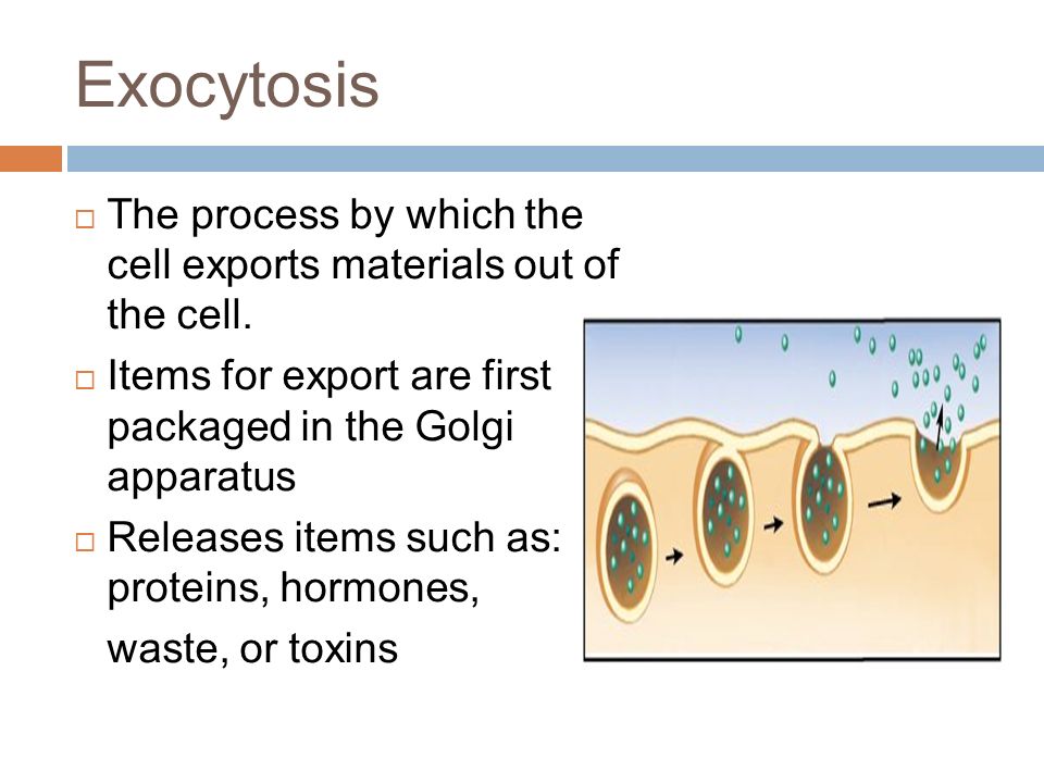 Exocytosis  The process by which the cell exports materials out of the cell.