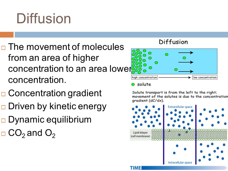 Diffusion  The movement of molecules from an area of higher concentration to an area lower concentration.