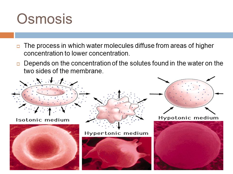 Osmosis  The process in which water molecules diffuse from areas of higher concentration to lower concentration.