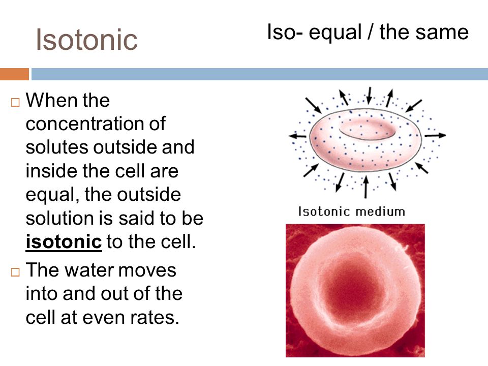Isotonic  When the concentration of solutes outside and inside the cell are equal, the outside solution is said to be isotonic to the cell.