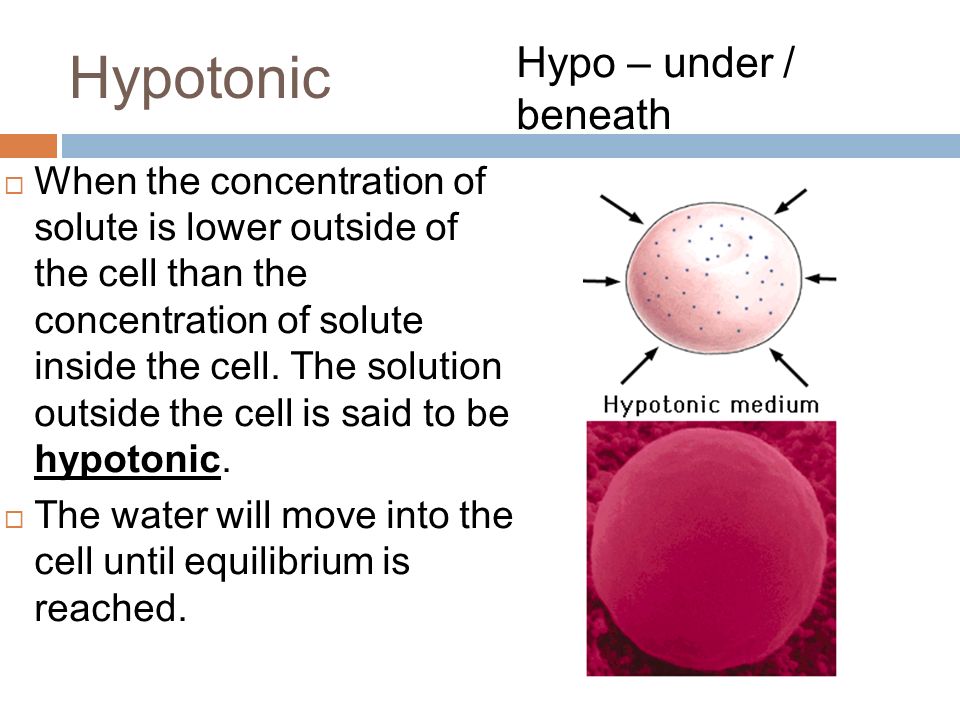 Hypotonic  When the concentration of solute is lower outside of the cell than the concentration of solute inside the cell.