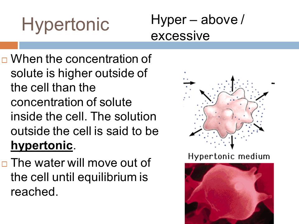 Hypertonic  When the concentration of solute is higher outside of the cell than the concentration of solute inside the cell.