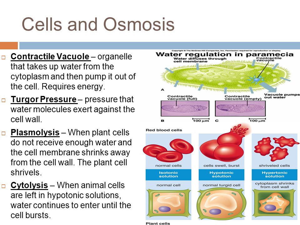 Cells and Osmosis  Contractile Vacuole – organelle that takes up water from the cytoplasm and then pump it out of the cell.