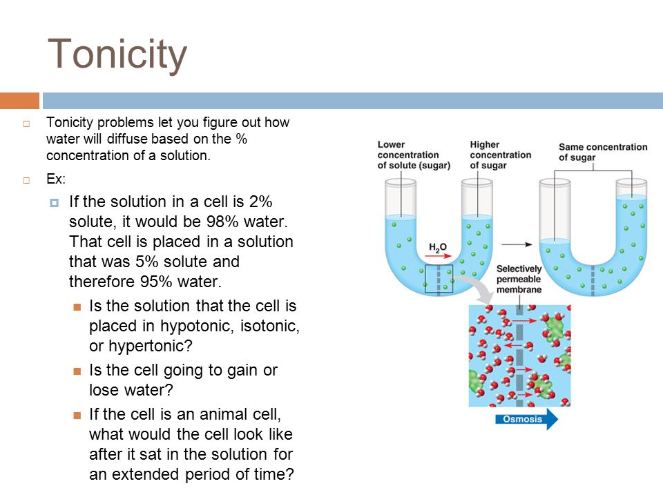 Tonicity  Tonicity problems let you figure out how water will diffuse based on the % concentration of a solution.