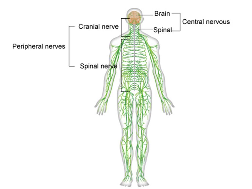 Nervous first. Нервная система руки человека. Тату нервная система. Нервная система человека схема 3д. Нервная система человека фото в полный рост.
