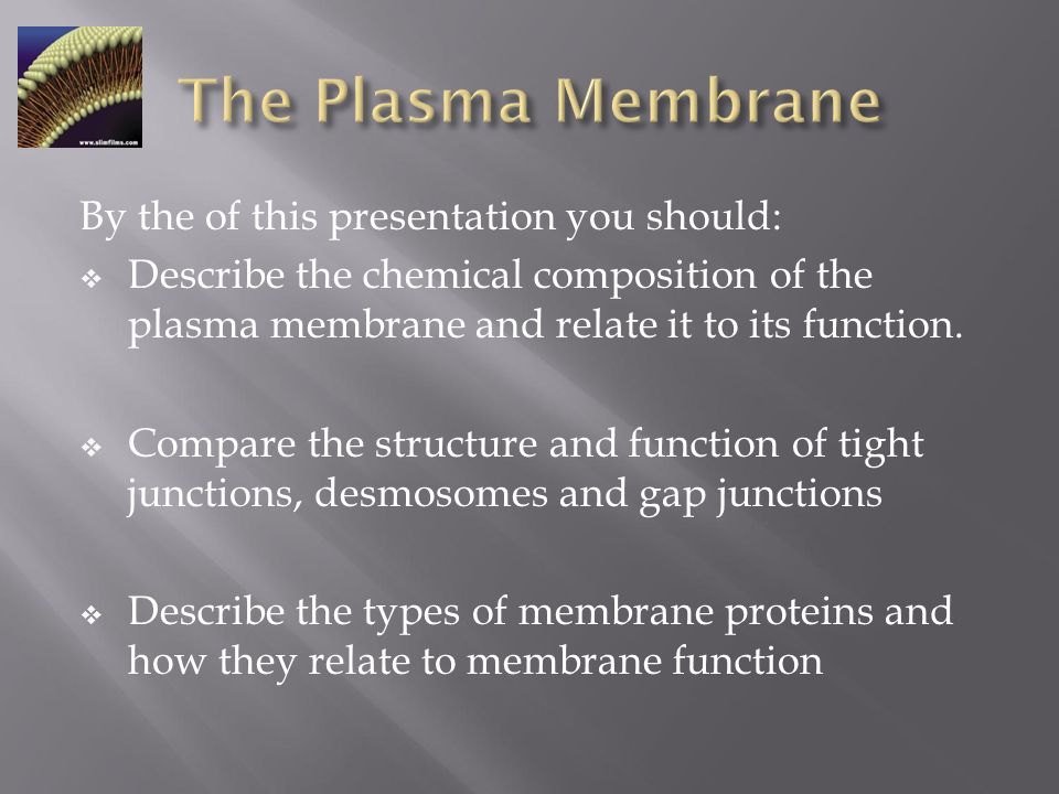 what is the chemical composition of plasma membrane