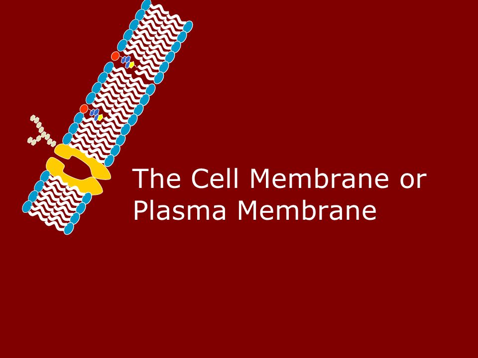 The Cell Membrane or Plasma Membrane