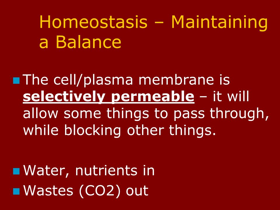 Homeostasis – Maintaining a Balance The cell/plasma membrane is selectively permeable – it will allow some things to pass through, while blocking other things.