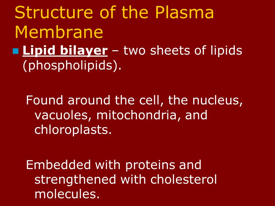 Structure of the Plasma Membrane Lipid bilayer – two sheets of lipids (phospholipids).