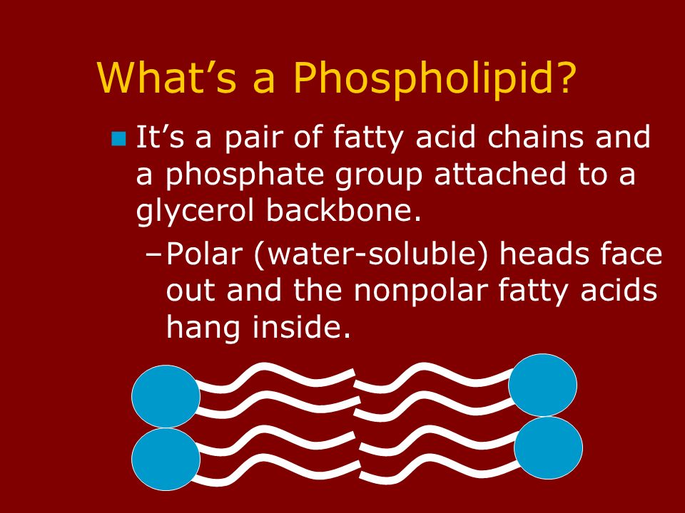What’s a Phospholipid.