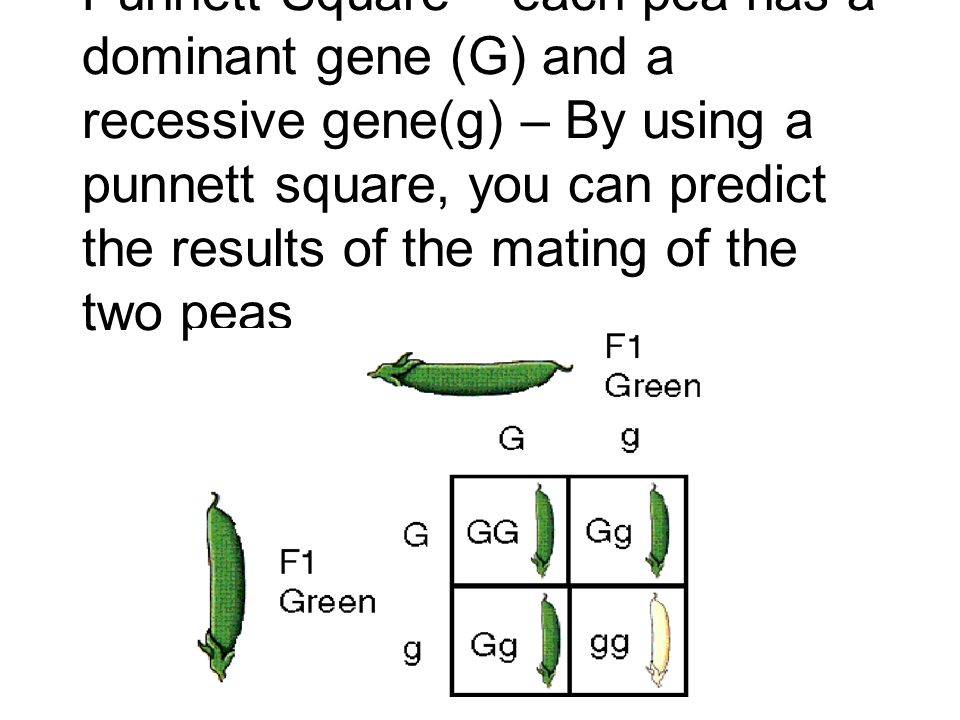 Punnett Square – each pea has a dominant gene (G) and a recessive gene(g) – By using a punnett square, you can predict the results of the mating of the two peas