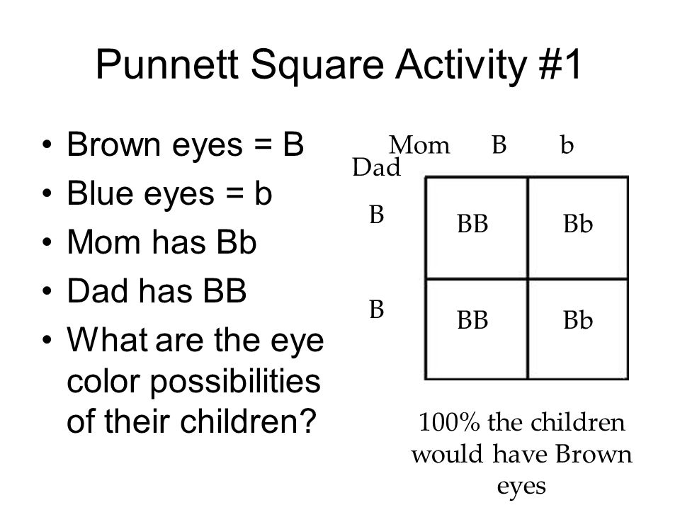 Punnett Square Activity #1 Brown eyes = B Blue eyes = b Mom has Bb Dad has BB What are the eye color possibilities of their children.