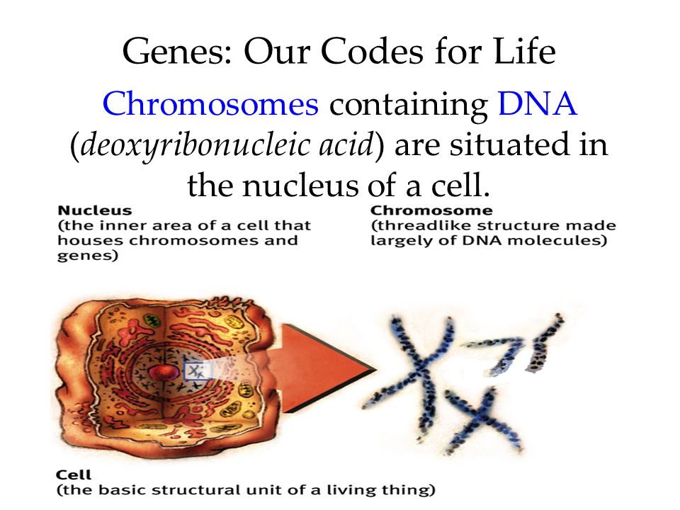 Genes: Our Codes for Life Chromosomes containing DNA (deoxyribonucleic acid) are situated in the nucleus of a cell.