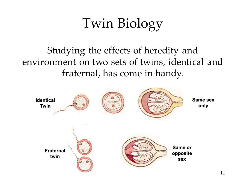 11 Twin Biology Studying the effects of heredity and environment on two sets of twins, identical and fraternal, has come in handy.