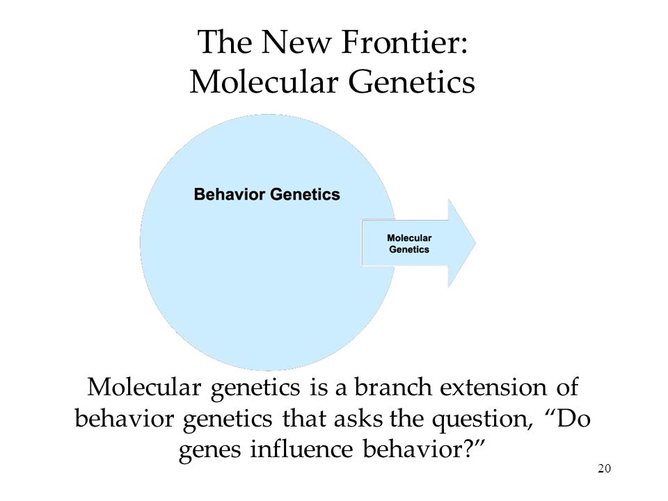 20 The New Frontier: Molecular Genetics Molecular genetics is a branch extension of behavior genetics that asks the question, Do genes influence behavior