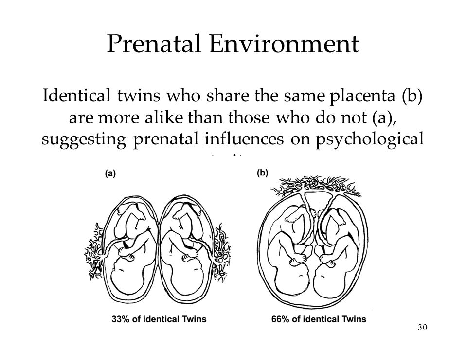 30 Prenatal Environment Identical twins who share the same placenta (b) are more alike than those who do not (a), suggesting prenatal influences on psychological traits.