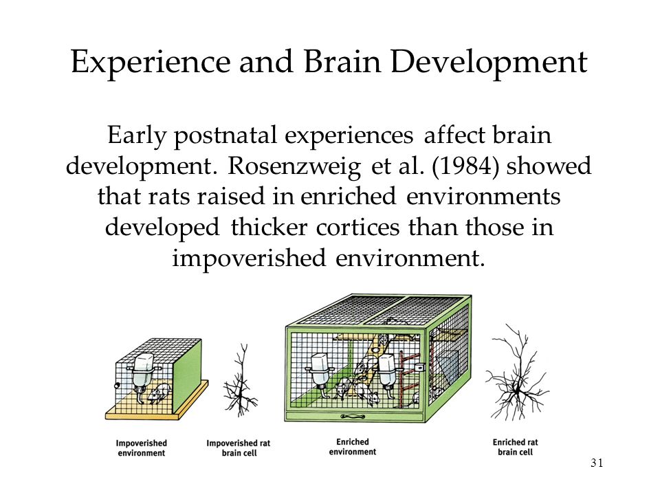 31 Experience and Brain Development Early postnatal experiences affect brain development.