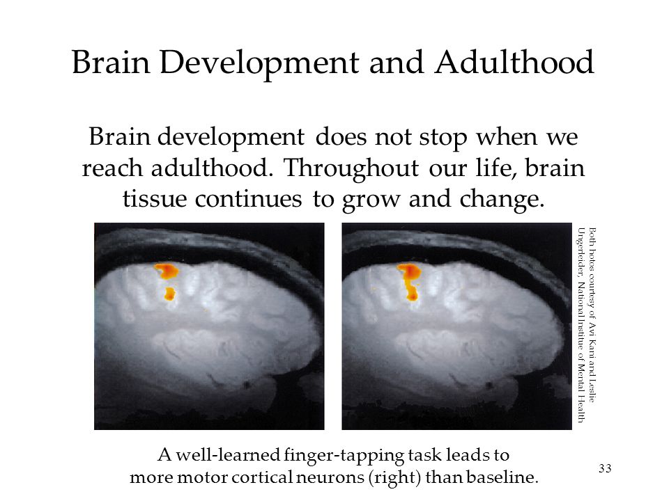 33 Brain Development and Adulthood Brain development does not stop when we reach adulthood.