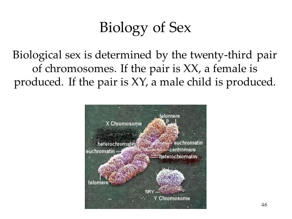 46 Biology of Sex Biological sex is determined by the twenty-third pair of chromosomes.