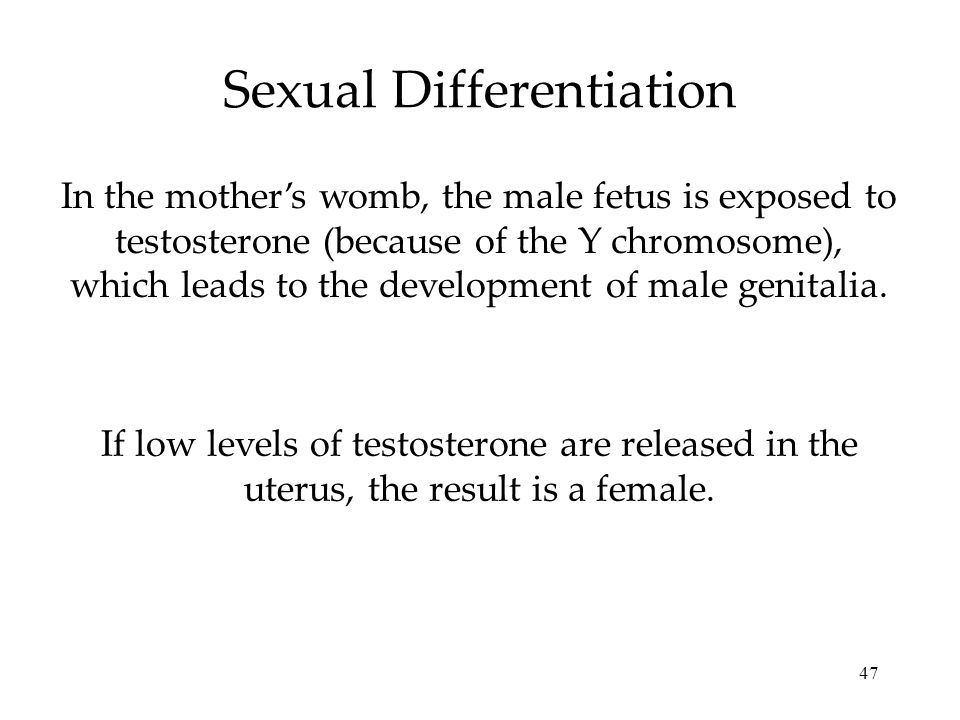 47 Sexual Differentiation In the mother’s womb, the male fetus is exposed to testosterone (because of the Y chromosome), which leads to the development of male genitalia.