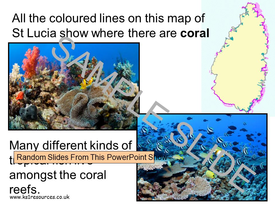 All the coloured lines on this map of St Lucia show where there are coral reefs.