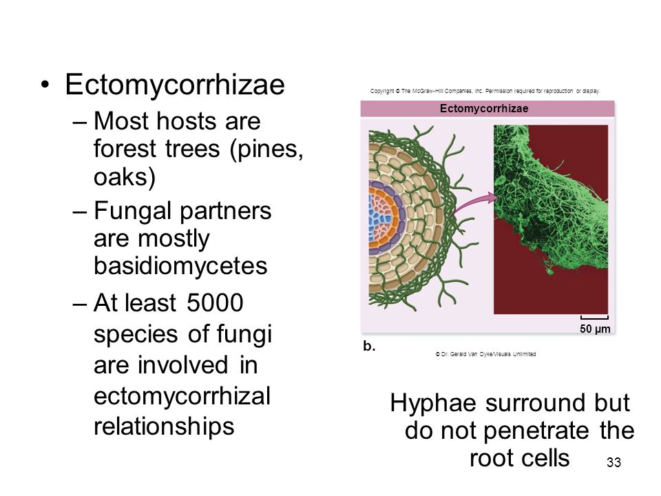 Ectomycorrhizae –Most hosts are forest trees (pines, oaks) –Fungal partners are mostly basidiomycetes –At least 5000 species of fungi are involved in ectomycorrhizal relationships 33 Hyphae surround but do not penetrate the root cells Copyright © The McGraw-Hill Companies, Inc.