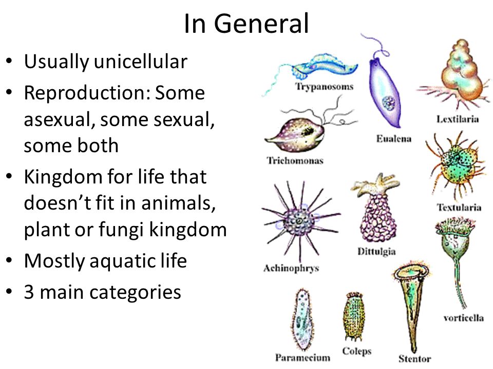 In General Usually unicellular Reproduction: Some asexual, some sexual,  some both Kingdom for life that doesn't fit in animals, plant or fungi  kingdom. - ppt download