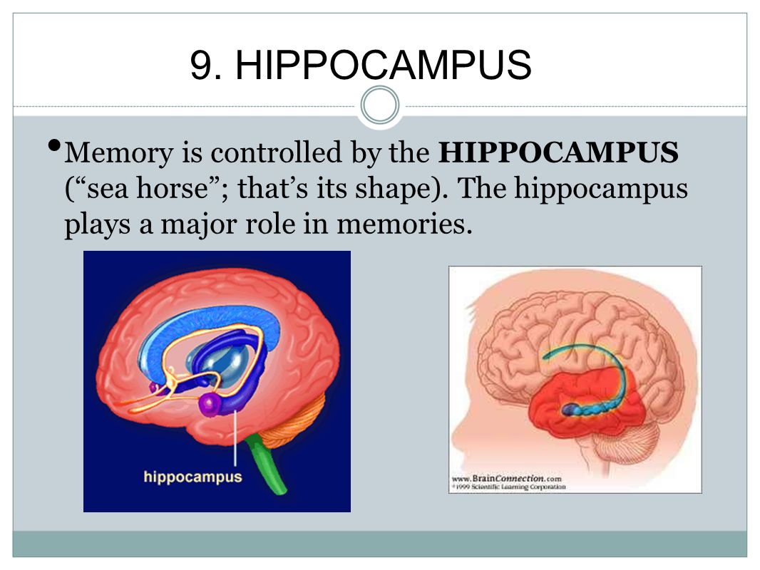 Повреждение гиппокампа. Гиппокамп (Hippocampus. Функции гиппокампа. Гиппокамп картинка. Hippocampus анатомия.