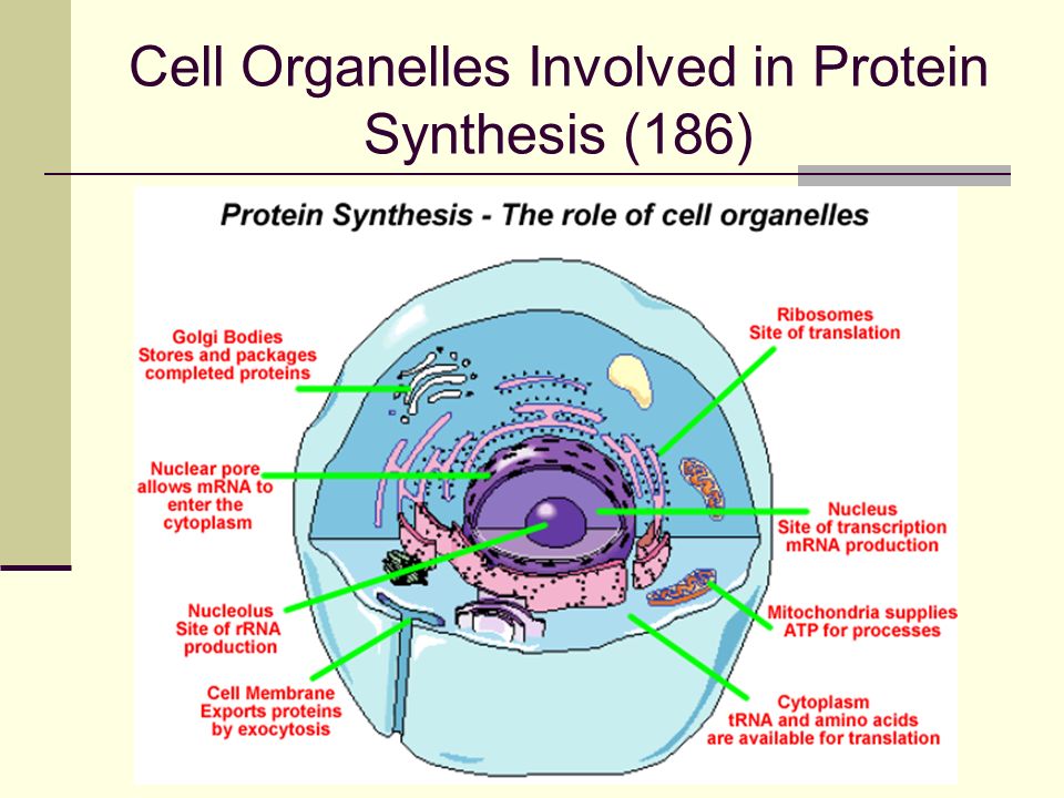 Cell Organelles Involved in Protein Synthesis (186)