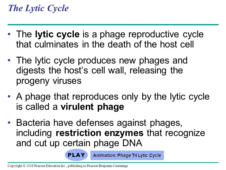 Copyright © 2008 Pearson Education Inc., publishing as Pearson Benjamin Cummings The Lytic Cycle The lytic cycle is a phage reproductive cycle that culminates in the death of the host cell The lytic cycle produces new phages and digests the host’s cell wall, releasing the progeny viruses A phage that reproduces only by the lytic cycle is called a virulent phage Bacteria have defenses against phages, including restriction enzymes that recognize and cut up certain phage DNA Animation: Phage T4 Lytic Cycle Animation: Phage T4 Lytic Cycle
