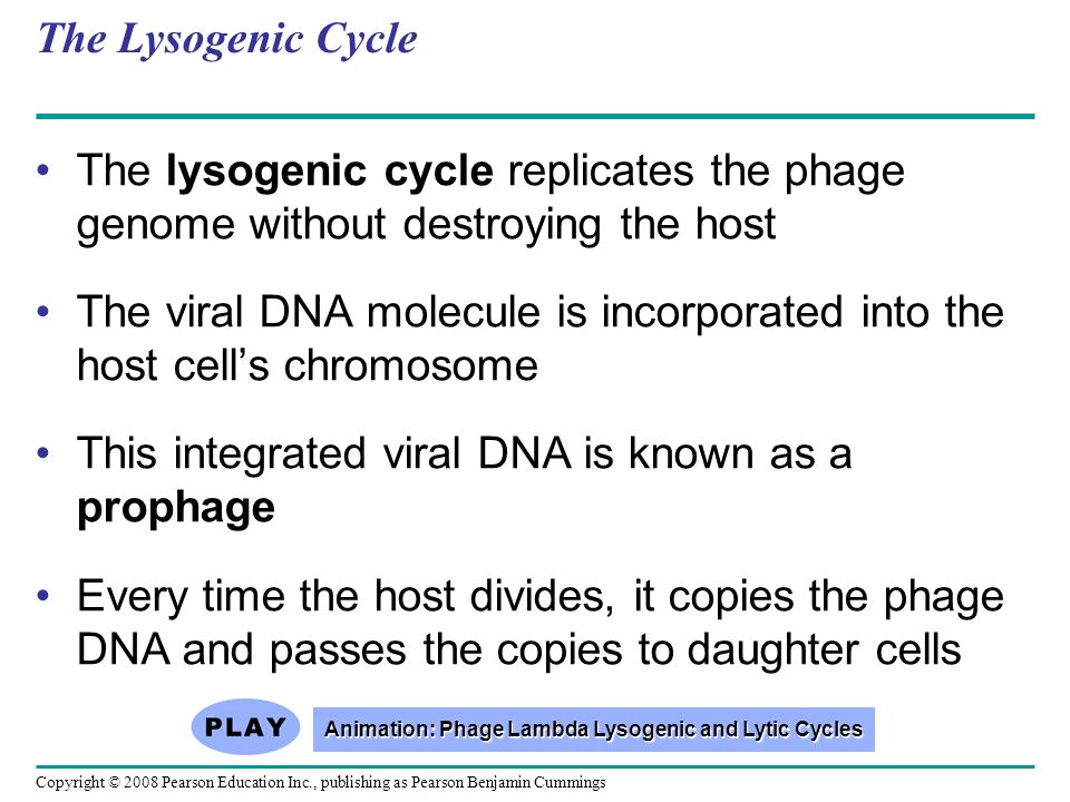 Copyright © 2008 Pearson Education Inc., publishing as Pearson Benjamin Cummings The Lysogenic Cycle The lysogenic cycle replicates the phage genome without destroying the host The viral DNA molecule is incorporated into the host cell’s chromosome This integrated viral DNA is known as a prophage Every time the host divides, it copies the phage DNA and passes the copies to daughter cells Animation: Phage Lambda Lysogenic and Lytic Cycles Animation: Phage Lambda Lysogenic and Lytic Cycles