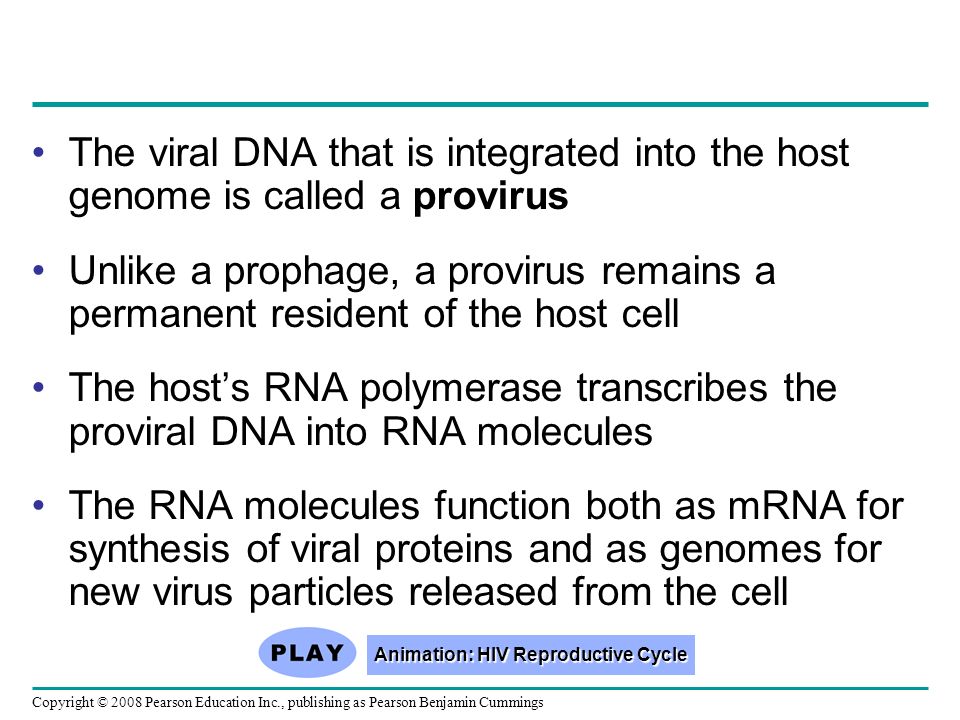 Copyright © 2008 Pearson Education Inc., publishing as Pearson Benjamin Cummings The viral DNA that is integrated into the host genome is called a provirus Unlike a prophage, a provirus remains a permanent resident of the host cell The host’s RNA polymerase transcribes the proviral DNA into RNA molecules The RNA molecules function both as mRNA for synthesis of viral proteins and as genomes for new virus particles released from the cell Animation: HIV Reproductive Cycle Animation: HIV Reproductive Cycle