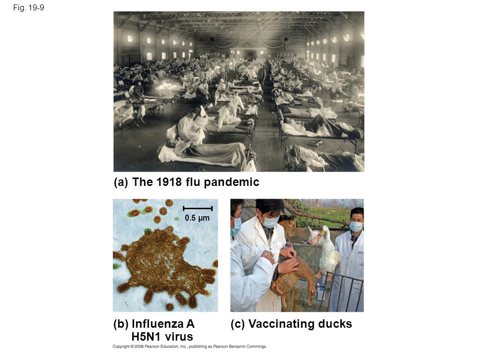 Fig (a) The 1918 flu pandemic (b) Influenza A H5N1 virus (c) Vaccinating ducks 0.5 µm