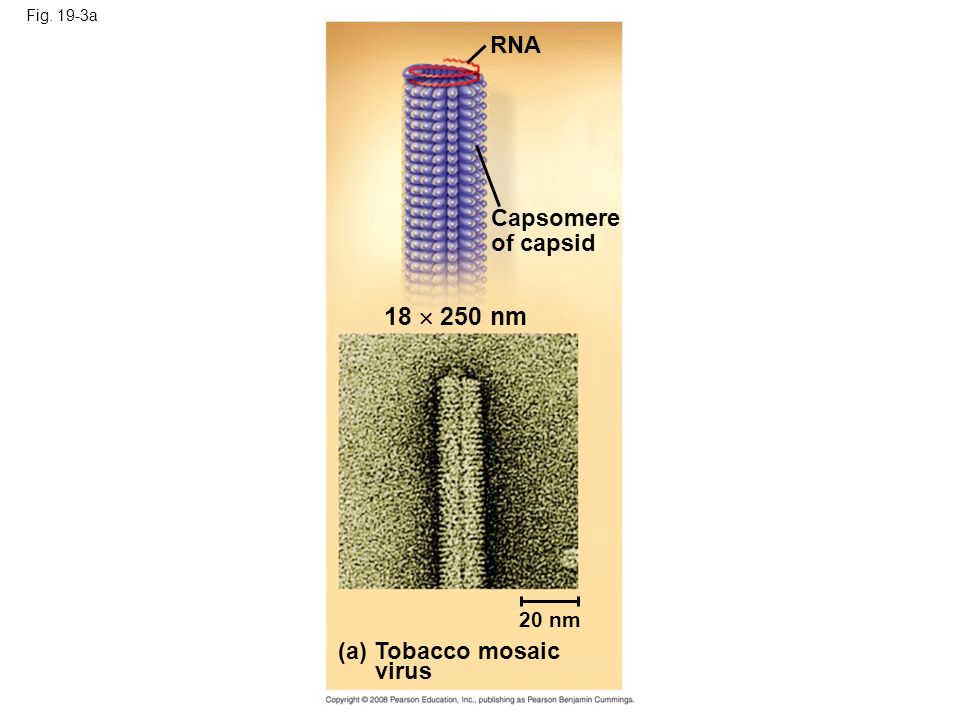 Fig. 19-3a (a) Tobacco mosaic virus 20 nm 18  250 nm Capsomere of capsid RNA