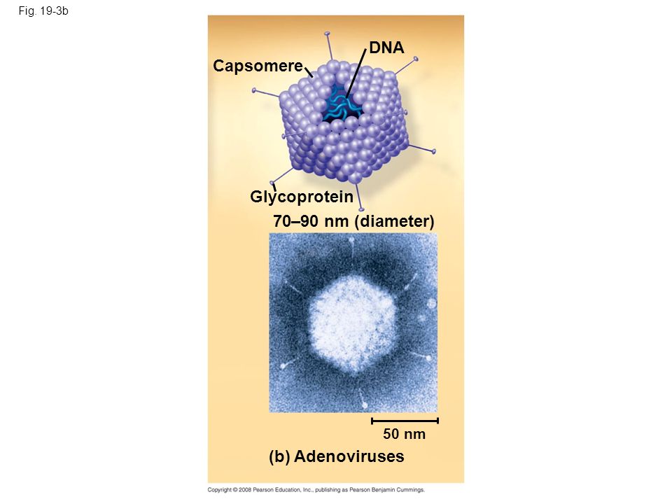Fig. 19-3b DNA Capsomere Glycoprotein 70–90 nm (diameter) 50 nm (b) Adenoviruses