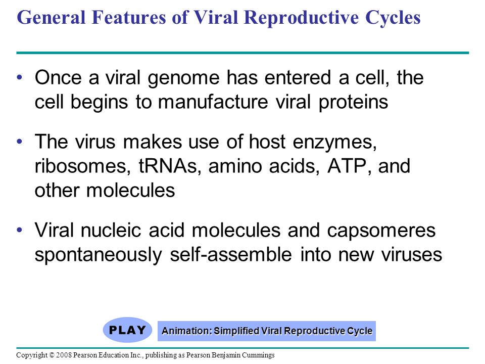 Copyright © 2008 Pearson Education Inc., publishing as Pearson Benjamin Cummings General Features of Viral Reproductive Cycles Once a viral genome has entered a cell, the cell begins to manufacture viral proteins The virus makes use of host enzymes, ribosomes, tRNAs, amino acids, ATP, and other molecules Viral nucleic acid molecules and capsomeres spontaneously self-assemble into new viruses Animation: Simplified Viral Reproductive Cycle Animation: Simplified Viral Reproductive Cycle