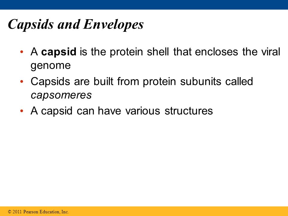 Capsids and Envelopes A capsid is the protein shell that encloses the viral genome Capsids are built from protein subunits called capsomeres A capsid can have various structures © 2011 Pearson Education, Inc.