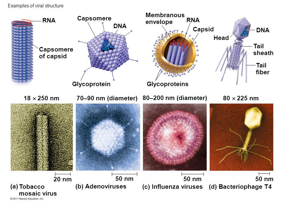 Examples of viral structure Capsomere of capsid RNA Capsomere DNA Glycoprotein Glycoproteins Membranous envelope RNA Capsid Head DNA Tail sheath Tail fiber 18  250 nm 80  225 nm 70–90 nm (diameter) 80–200 nm (diameter) 20 nm 50 nm (a) Tobacco mosaic virus (b) Adenoviruses (c) Influenza viruses(d) Bacteriophage T4