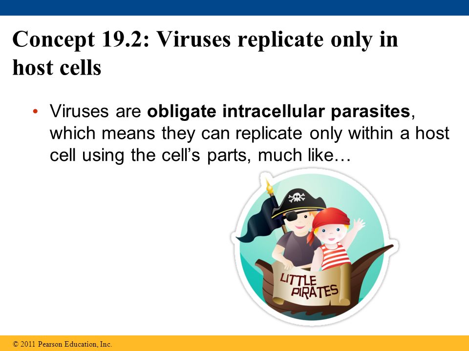Concept 19.2: Viruses replicate only in host cells Viruses are obligate intracellular parasites, which means they can replicate only within a host cell using the cell’s parts, much like… © 2011 Pearson Education, Inc.
