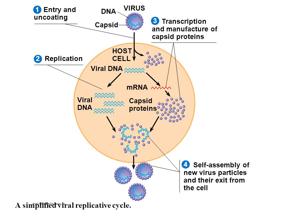 VIRUS 2134 Entry and uncoating Replication Transcription and manufacture of capsid proteins Self-assembly of new virus particles and their exit from the cell DNA Capsid HOST CELL Viral DNA mRNA Capsid proteins A simplified viral replicative cycle.