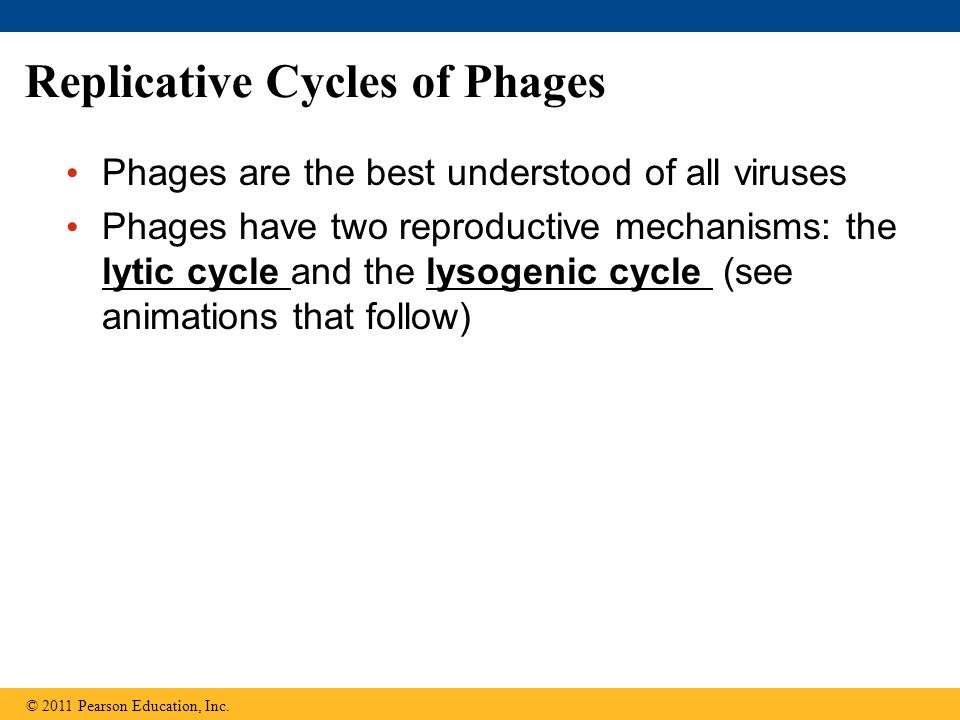 Replicative Cycles of Phages Phages are the best understood of all viruses Phages have two reproductive mechanisms: the lytic cycle and the lysogenic cycle (see animations that follow) © 2011 Pearson Education, Inc.