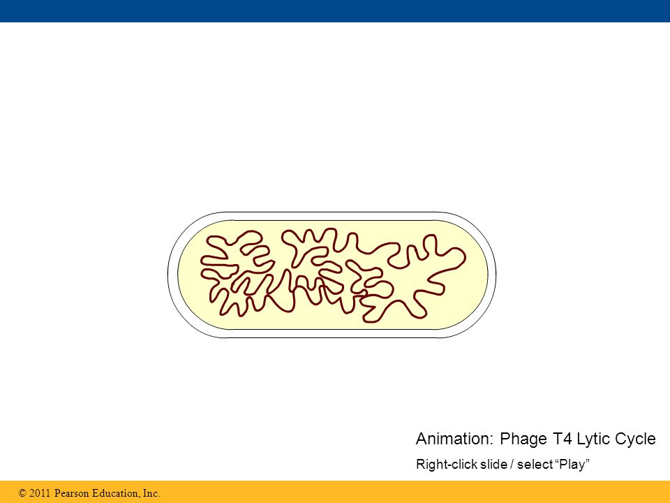 Animation: Phage T4 Lytic Cycle Right-click slide / select Play