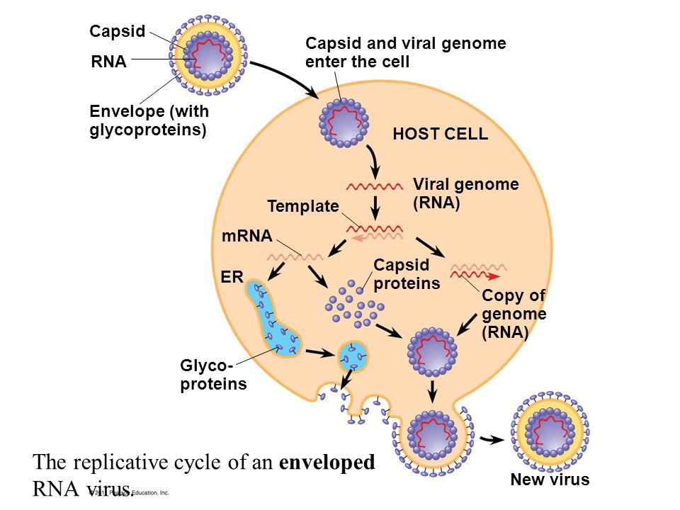 Capsid RNA Envelope (with glycoproteins) Capsid and viral genome enter the cell HOST CELL Viral genome (RNA) Template mRNA ER Capsid proteins Copy of genome (RNA) New virus Glyco- proteins The replicative cycle of an enveloped RNA virus.