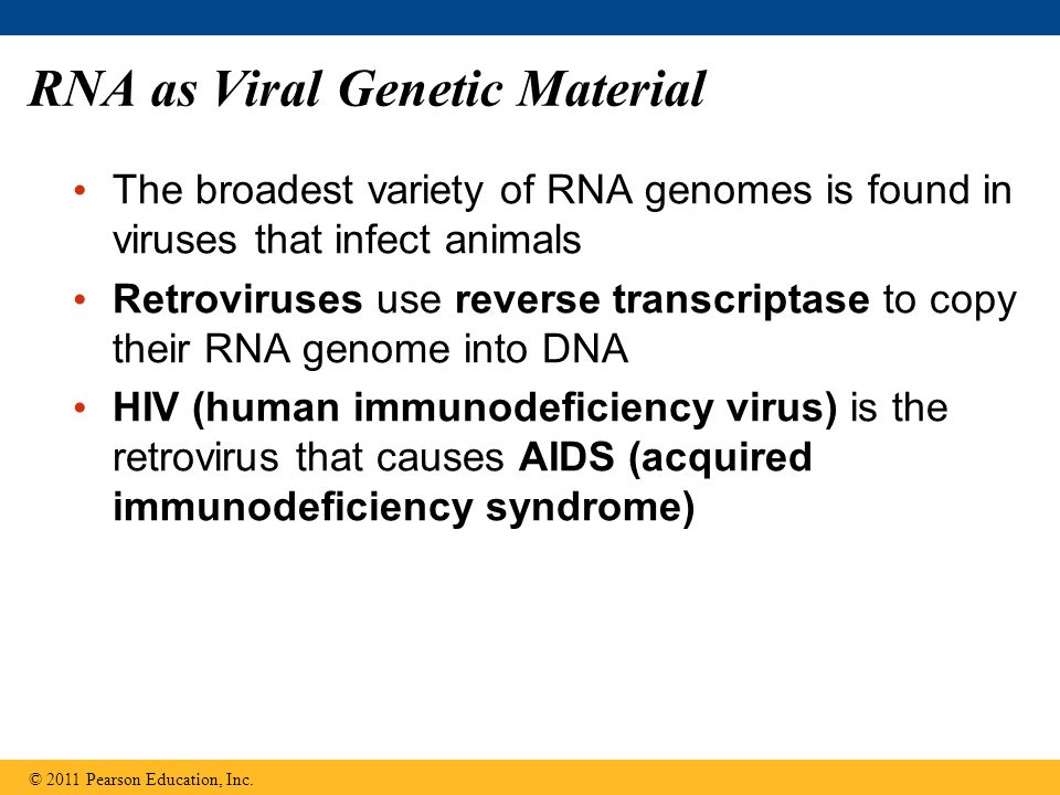 RNA as Viral Genetic Material The broadest variety of RNA genomes is found in viruses that infect animals Retroviruses use reverse transcriptase to copy their RNA genome into DNA HIV (human immunodeficiency virus) is the retrovirus that causes AIDS (acquired immunodeficiency syndrome) © 2011 Pearson Education, Inc.
