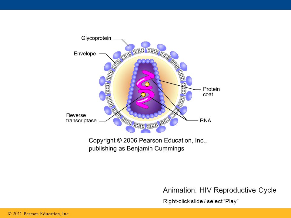 © 2011 Pearson Education, Inc. Animation: HIV Reproductive Cycle Right-click slide / select Play