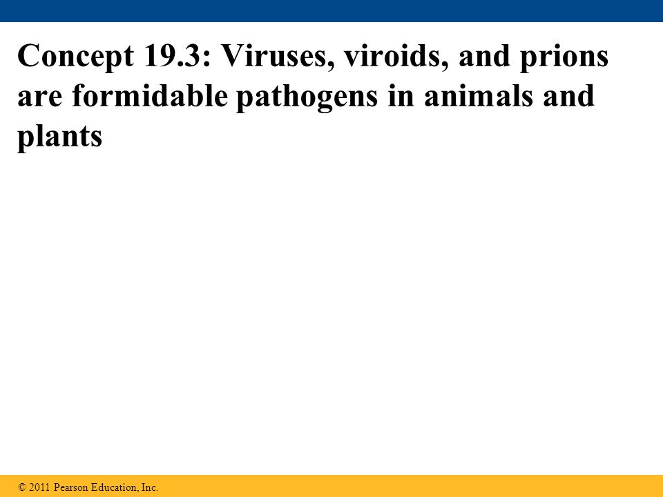 Concept 19.3: Viruses, viroids, and prions are formidable pathogens in animals and plants © 2011 Pearson Education, Inc.