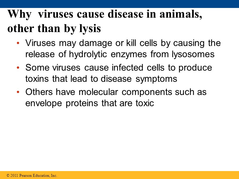 Why viruses cause disease in animals, other than by lysis Viruses may damage or kill cells by causing the release of hydrolytic enzymes from lysosomes Some viruses cause infected cells to produce toxins that lead to disease symptoms Others have molecular components such as envelope proteins that are toxic © 2011 Pearson Education, Inc.