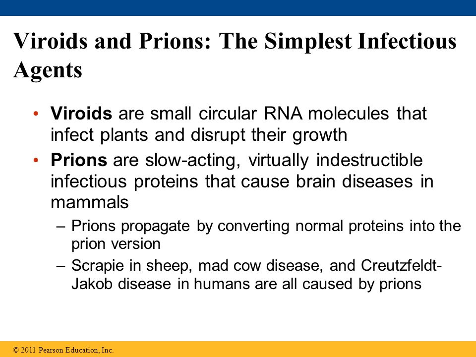 Viroids and Prions: The Simplest Infectious Agents Viroids are small circular RNA molecules that infect plants and disrupt their growth Prions are slow-acting, virtually indestructible infectious proteins that cause brain diseases in mammals –Prions propagate by converting normal proteins into the prion version –Scrapie in sheep, mad cow disease, and Creutzfeldt- Jakob disease in humans are all caused by prions © 2011 Pearson Education, Inc.