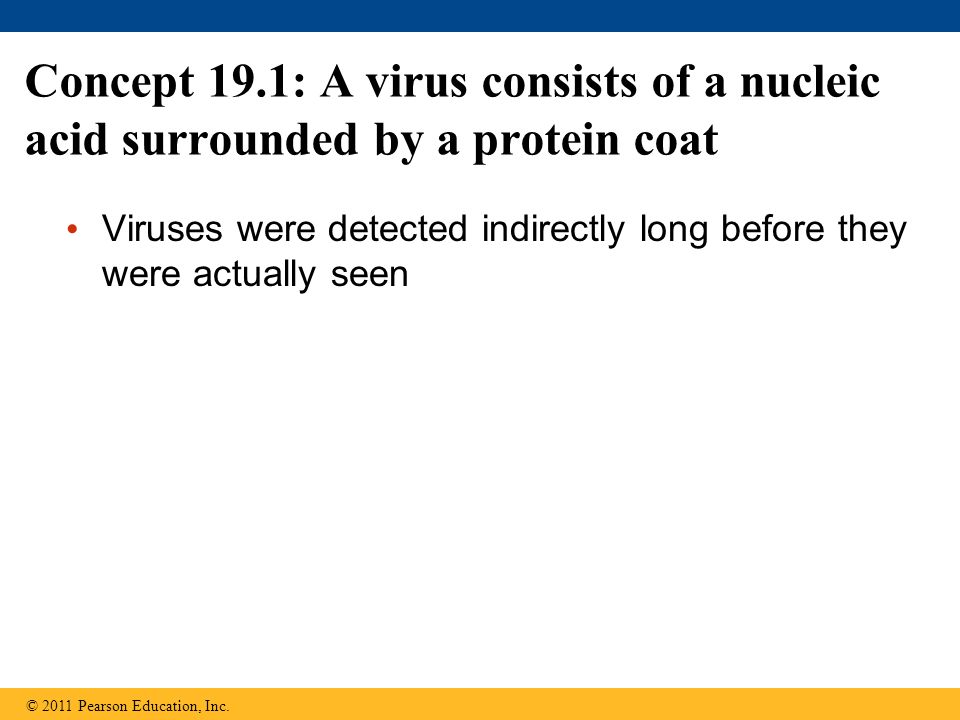 Concept 19.1: A virus consists of a nucleic acid surrounded by a protein coat Viruses were detected indirectly long before they were actually seen © 2011 Pearson Education, Inc.